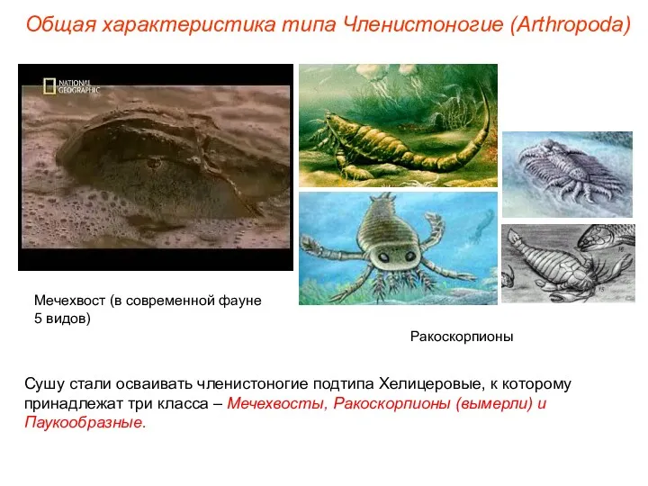 Общая характеристика типа Членистоногие (Arthropoda) Сушу стали осваивать членистоногие подтипа