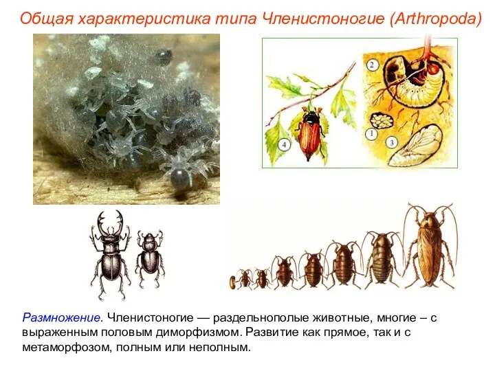 Размножение. Членистоногие — раздельнополые животные, многие – с выраженным половым