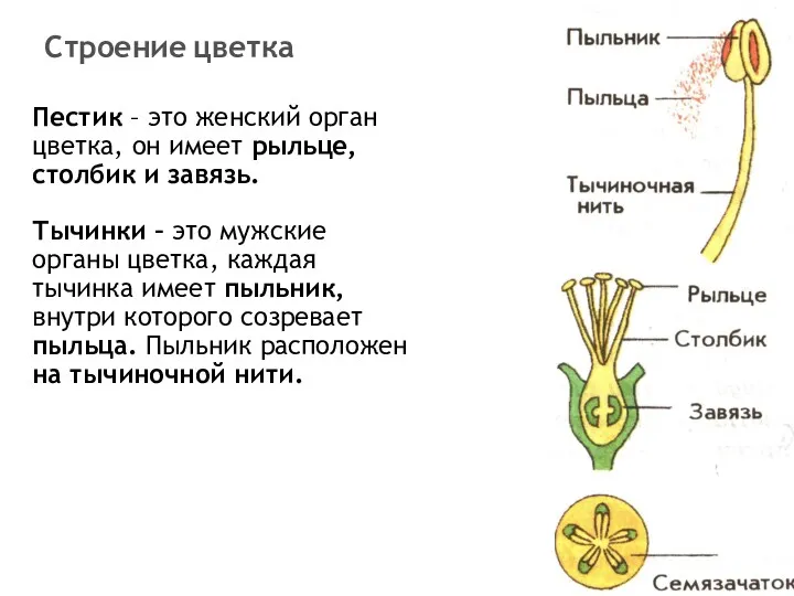 Пестик – это женский орган цветка, он имеет рыльце, столбик