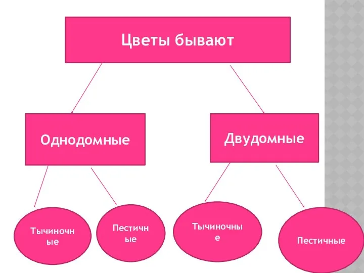 Цветы бывают Однодомные Двудомные Тычиночные Пестичные Пестичные Тычиночные