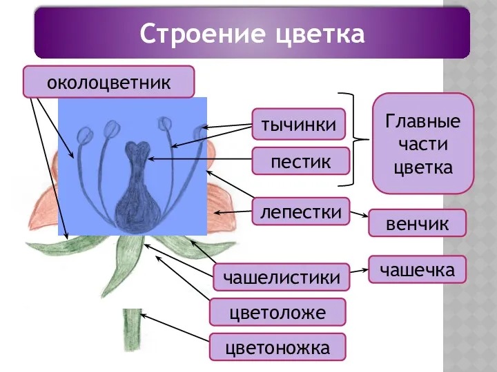 Строение цветка