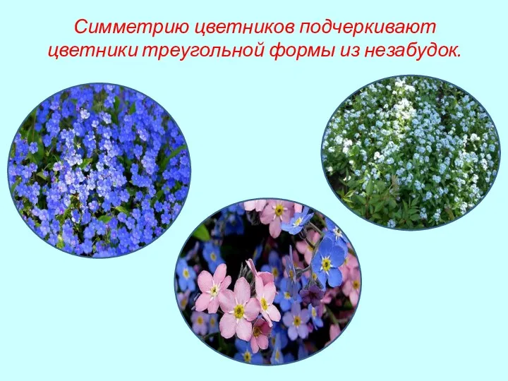 Симметрию цветников подчеркивают цветники треугольной формы из незабудок.