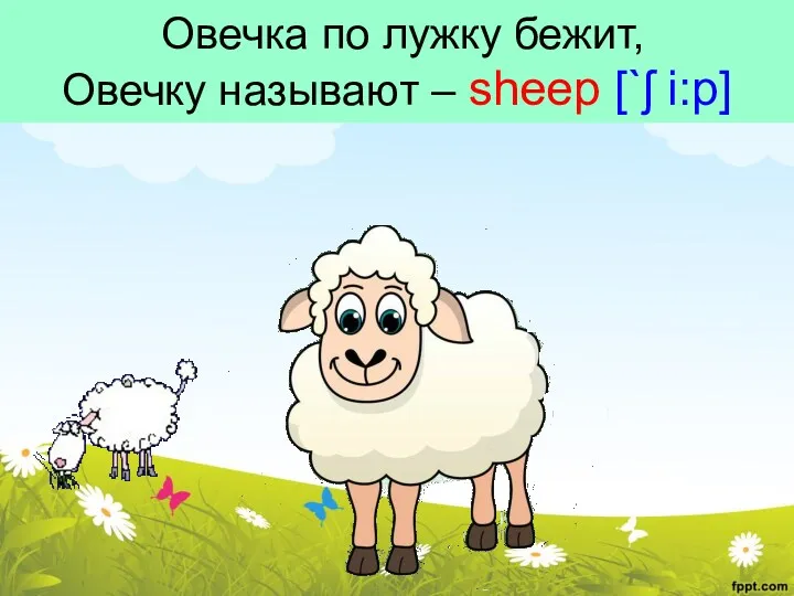 Овечка по лужку бежит, Овечку называют – sheep [`ʃ i:p]