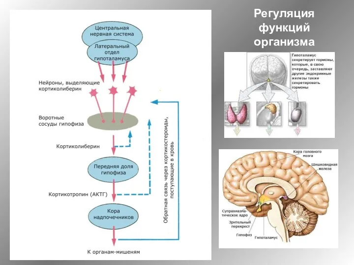 Регуляция функций организма