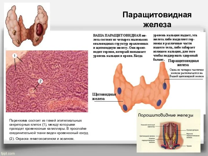 Паращитовидная железа Паренхима состоит из тяжей эпителиальных секреторных клеток (1),