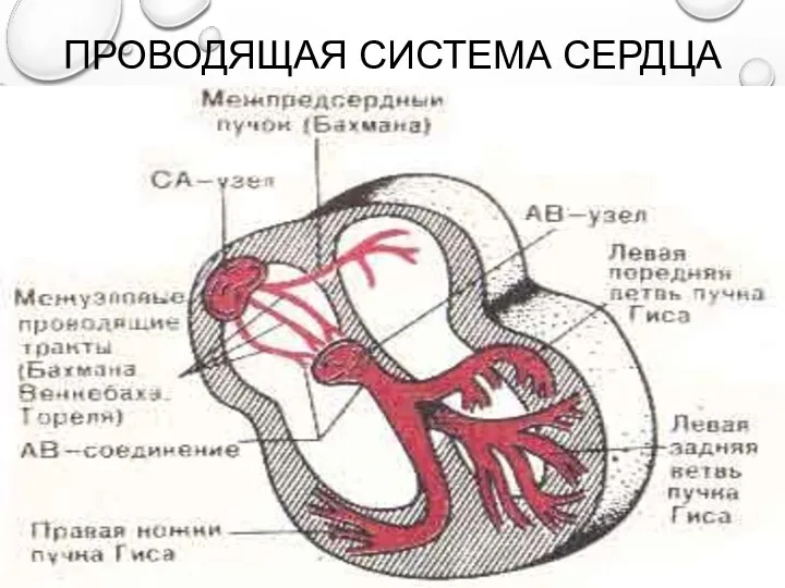 ПРОВОДЯЩАЯ СИСТЕМА СЕРДЦА