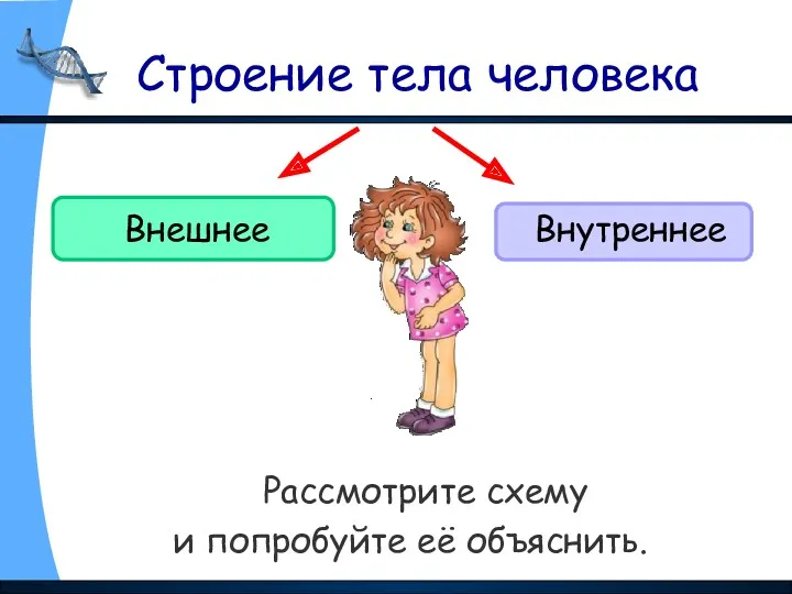 Строение тела человека Рассмотрите схему и попробуйте её объяснить. Внешнее Внутреннее