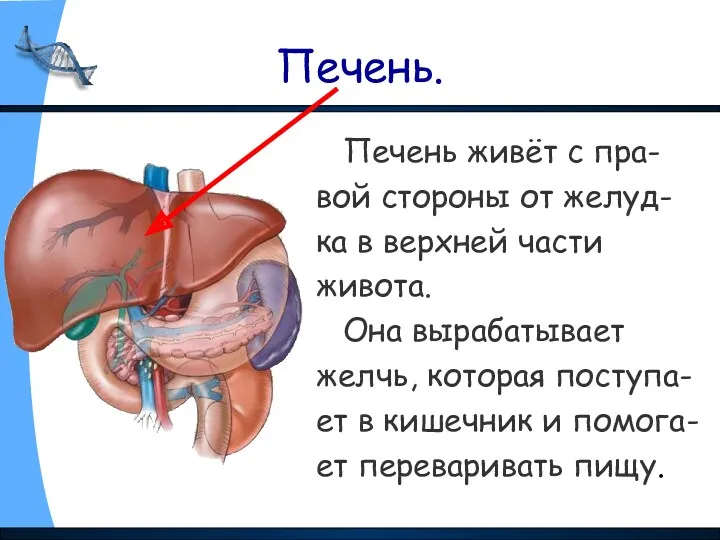 Печень. Печень живёт с пра- вой стороны от желуд- ка