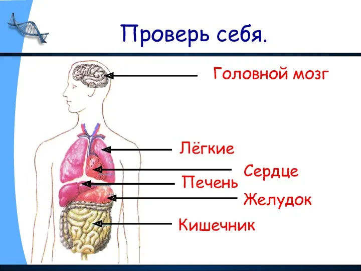 Проверь себя. Головной мозг Лёгкие Сердце Печень Желудок Кишечник