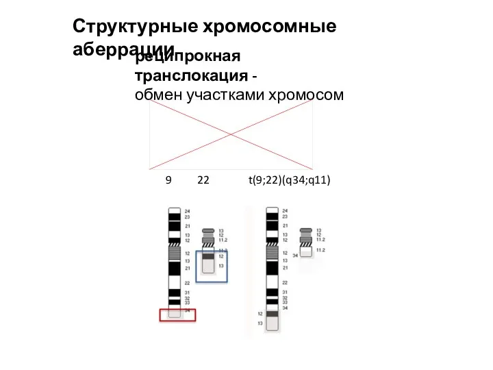 реципрокная транслокация - обмен участками хромосом Структурные хромосомные аберрации 9 22 t(9;22)(q34;q11)