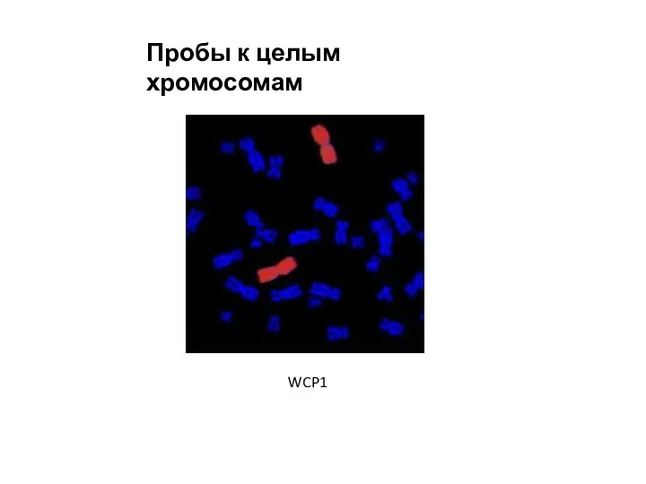 Пробы к целым хромосомам WCP1