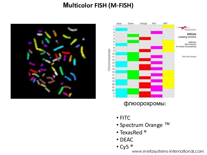 Мulticolor FISH (M-FISH) www.metasystems-international.com флюорохромы: FITC Spectrum Orange ™ TexasRed ® DEAC Cy5 ®