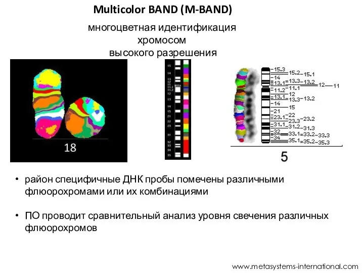 Multicolor BAND (M-BAND) www.metasystems-international.com многоцветная идентификация хромосом высокого разрешения район специфичные ДНК пробы