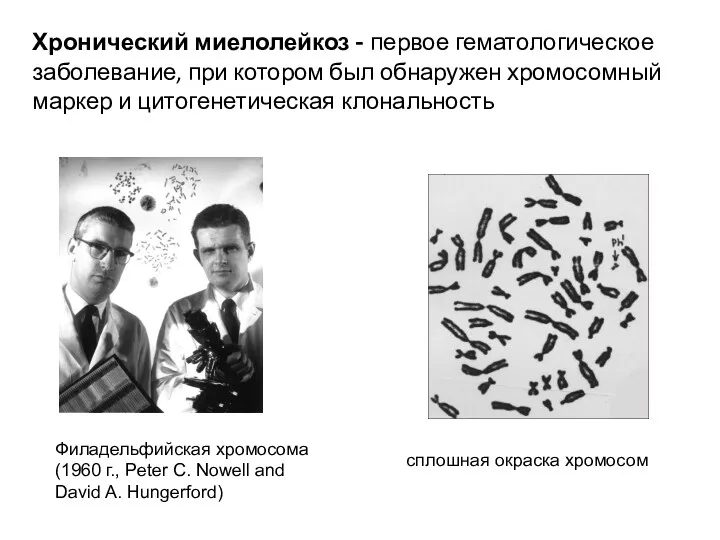 Филадельфийская хромосома (1960 г., Peter C. Nowell and David A. Hungerford) сплошная окраска