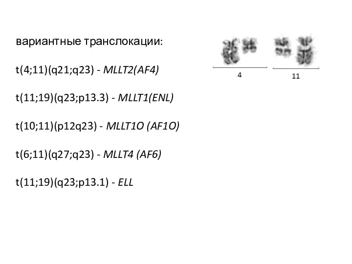 вариантные транслокации: t(4;11)(q21;q23) - MLLT2(AF4) t(11;19)(q23;p13.3) - MLLT1(ENL) t(10;11)(p12q23) - MLLT1O (AF1O) t(6;11)(q27;q23)