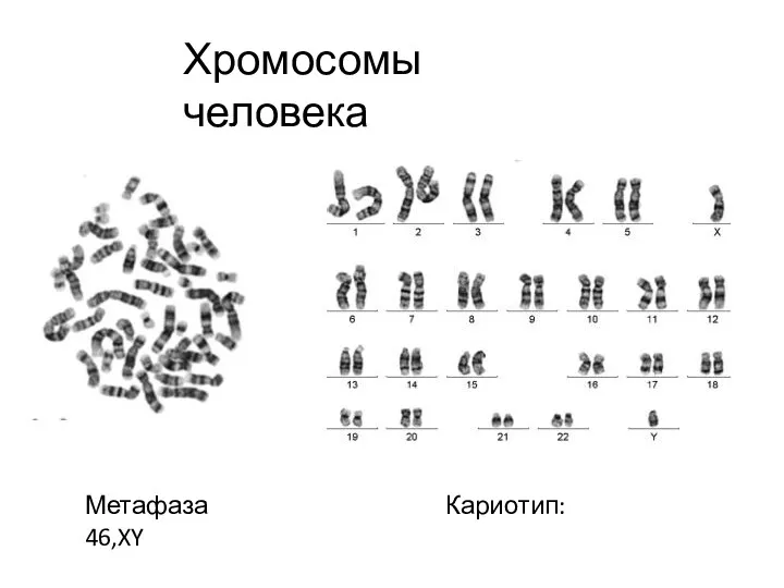 Хромосомы человека Метафаза Кариотип: 46,XY