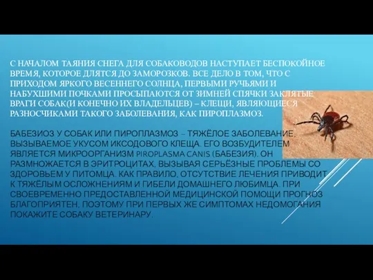 С НАЧАЛОМ ТАЯНИЯ СНЕГА ДЛЯ СОБАКОВОДОВ НАСТУПАЕТ БЕСПОКОЙНОЕ ВРЕМЯ, КОТОРОЕ