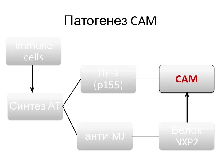 Патогенез CAM