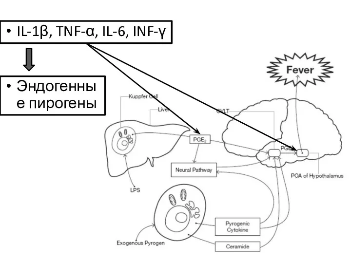 IL-1β, TNF-α, IL-6, INF-γ Эндогенные пирогены