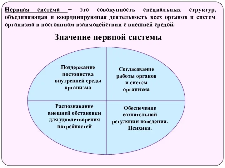 Нервная система – это совокупность специальных структур, объединяющая и координирующая