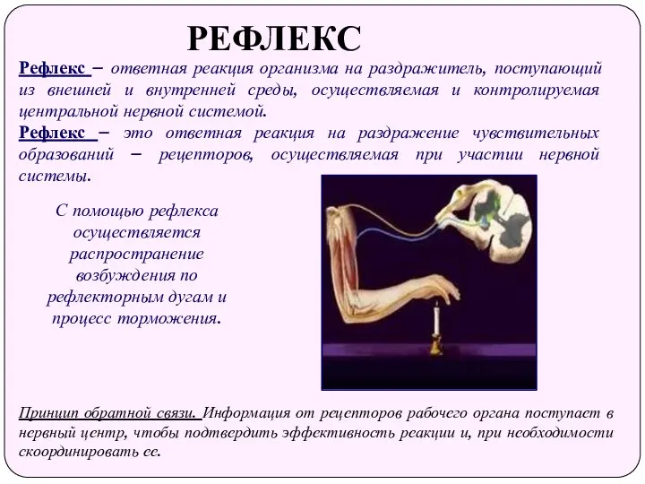 РЕФЛЕКС Рефлекс – ответная реакция организма на раздражитель, поступающий из