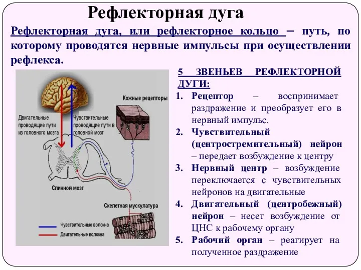 Рефлекторная дуга Рефлекторная дуга, или рефлекторное кольцо – путь, по