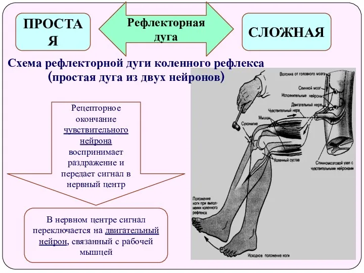 Рефлекторная дуга ПРОСТАЯ СЛОЖНАЯ Схема рефлекторной дуги коленного рефлекса (простая