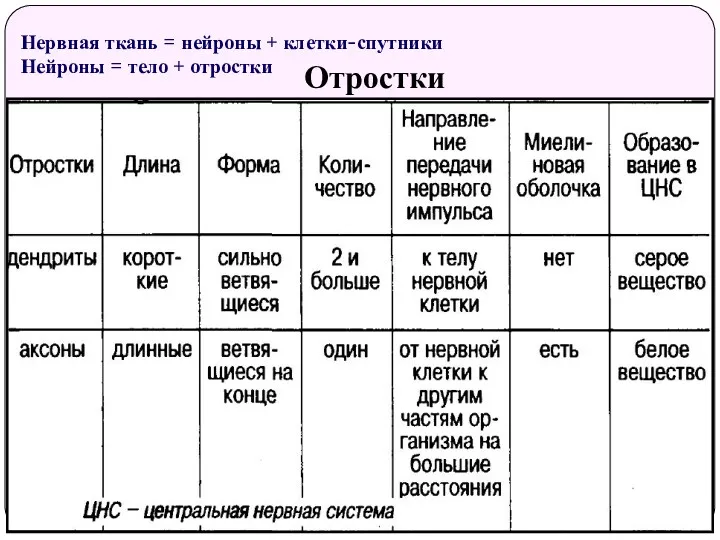 Нервная ткань = нейроны + клетки-спутники Нейроны = тело + отростки Отростки