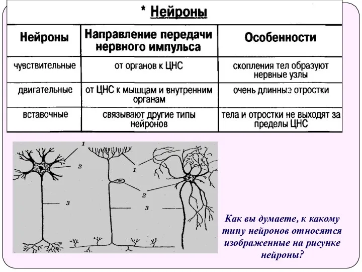 Как вы думаете, к какому типу нейронов относятся изображенные на рисунке нейроны?