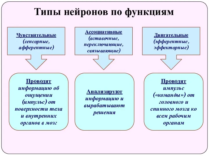 Типы нейронов по функциям Чувствительные (сенсорные, афферентные) Ассоциативные (вставочные, переключающие,