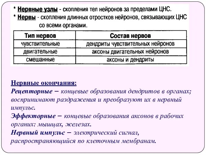 Нервные окончания: Рецепторные – концевые образования дендритов в органах; воспринимают