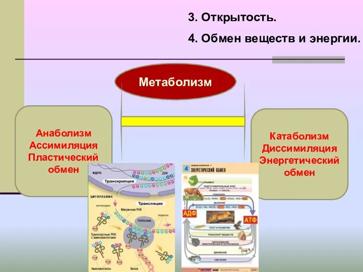 3. Открытость. 4. Обмен веществ и энергии. Метаболизм Анаболизм Ассимиляция Пластический обмен Катаболизм Диссимиляция Энергетический обмен