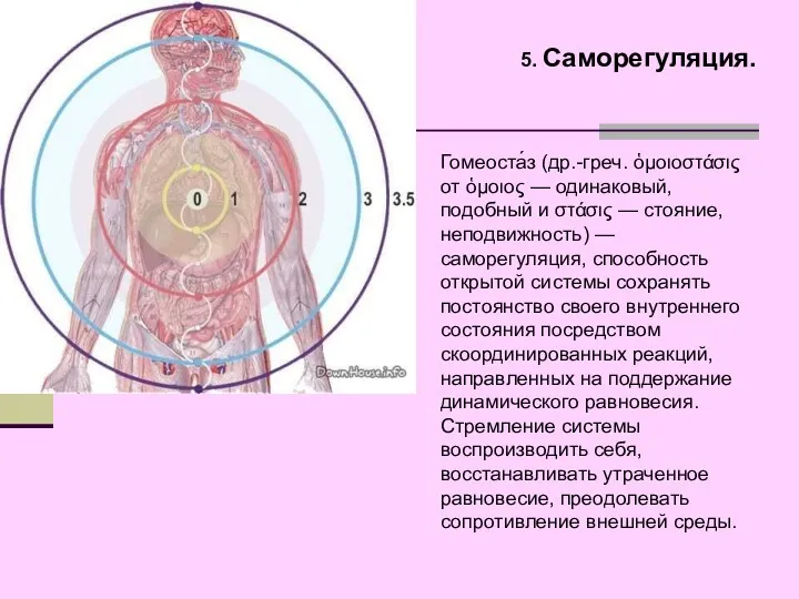 5. Саморегуляция. Гомеоста́з (др.-греч. ὁμοιοστάσις от ὁμοιος — одинаковый, подобный