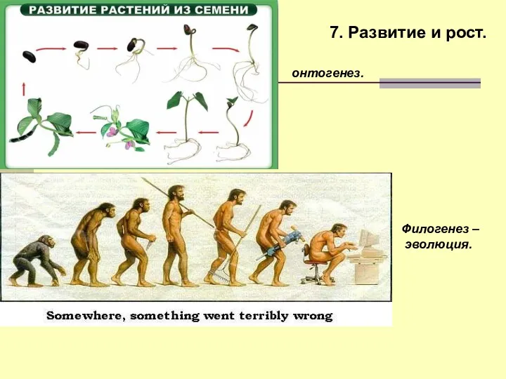 7. Развитие и рост. Филогенез – эволюция. онтогенез.