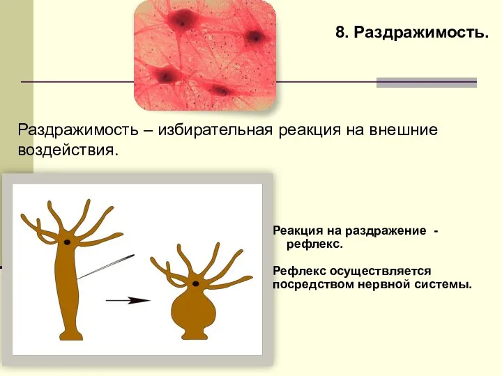 8. Раздражимость. Раздражимость – избирательная реакция на внешние воздействия. Реакция