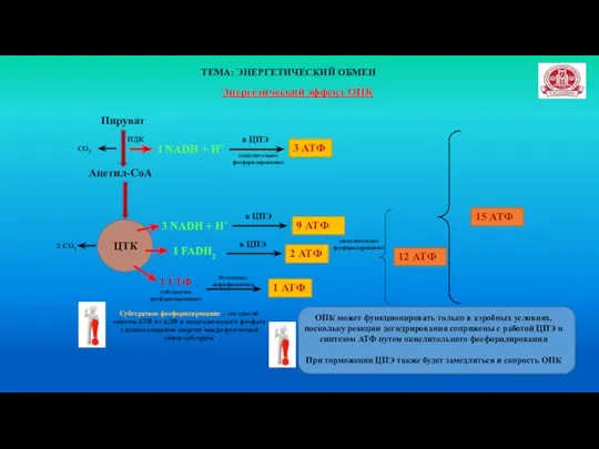 ТЕМА: ЭНЕРГЕТИЧЕСКИЙ ОБМЕН Энергетический эффект ОПК Пируват Ацетил-СоА ЦТК СО2