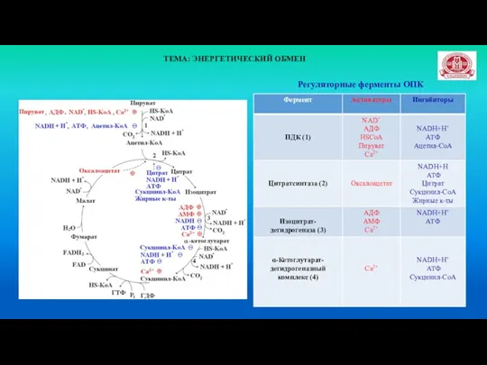 ТЕМА: ЭНЕРГЕТИЧЕСКИЙ ОБМЕН Регуляторные ферменты ОПК
