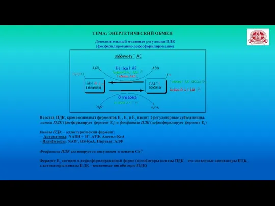 ТЕМА: ЭНЕРГЕТИЧЕСКИЙ ОБМЕН Дополнительный механизм регуляции ПДК (фосфорилирование-дефосфорилирование) В состав