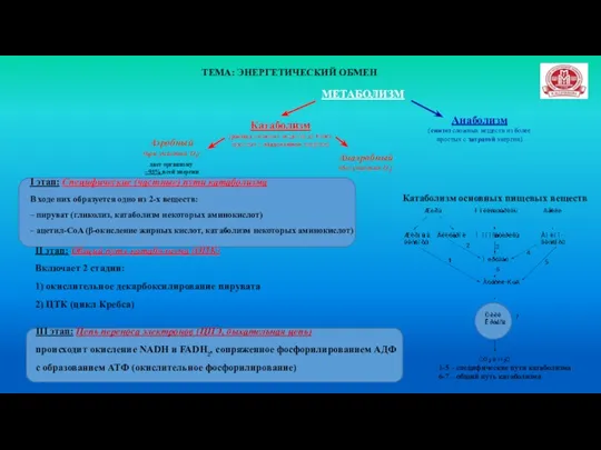 ТЕМА: ЭНЕРГЕТИЧЕСКИЙ ОБМЕН МЕТАБОЛИЗМ Анаболизм (синтез сложных веществ из более