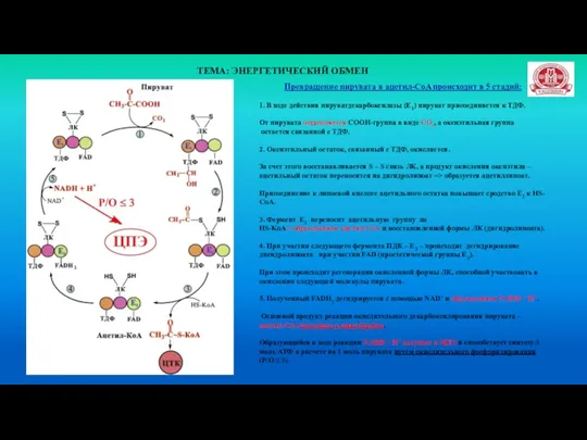 ТЕМА: ЭНЕРГЕТИЧЕСКИЙ ОБМЕН Превращение пирувата в ацетил-СoA происходит в 5