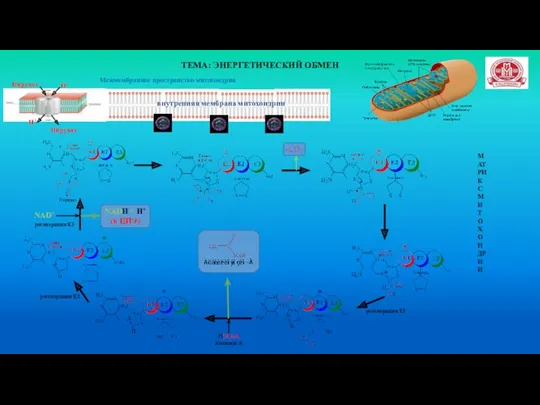 ТЕМА: ЭНЕРГЕТИЧЕСКИЙ ОБМЕН Н+ Пируват Н+ Пируват Межмембранное пространство митохондрии