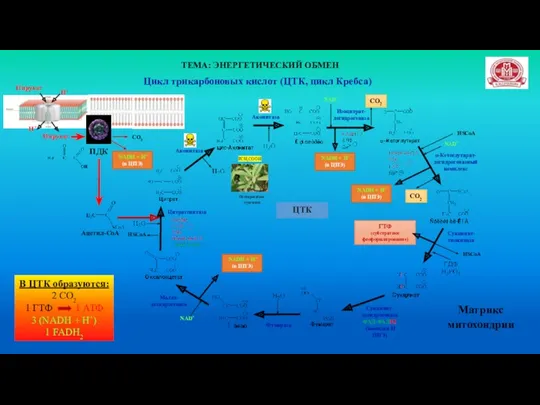 ТЕМА: ЭНЕРГЕТИЧЕСКИЙ ОБМЕН Цикл трикарбоновых кислот (ЦТК, цикл Кребса) Н+