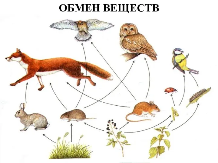 ОБМЕН ВЕЩЕСТВ