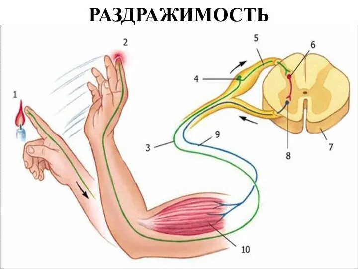 РАЗДРАЖИМОСТЬ