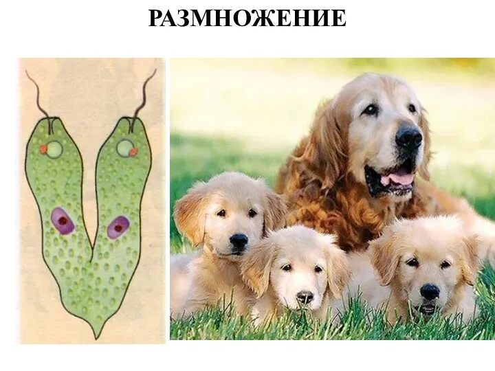 РАЗМНОЖЕНИЕ