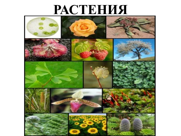 РАСТЕНИЯ