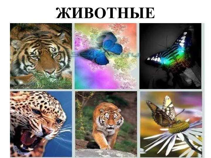 ЖИВОТНЫЕ