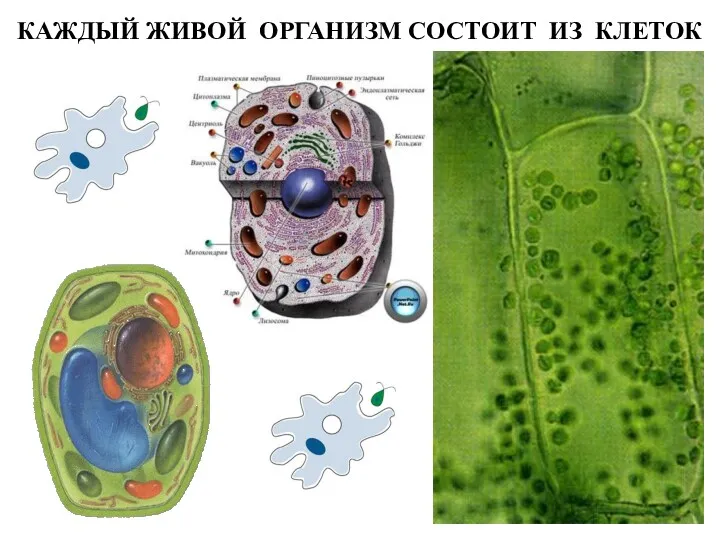 КАЖДЫЙ ЖИВОЙ ОРГАНИЗМ СОСТОИТ ИЗ КЛЕТОК