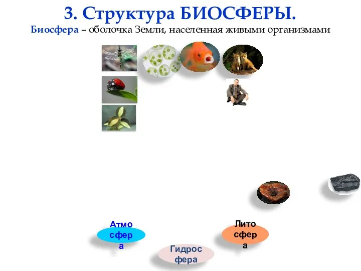 3. Структура БИОСФЕРЫ. Биосфера – оболочка Земли, населенная живыми организмами Атмосфера Гидросфера Литосфера