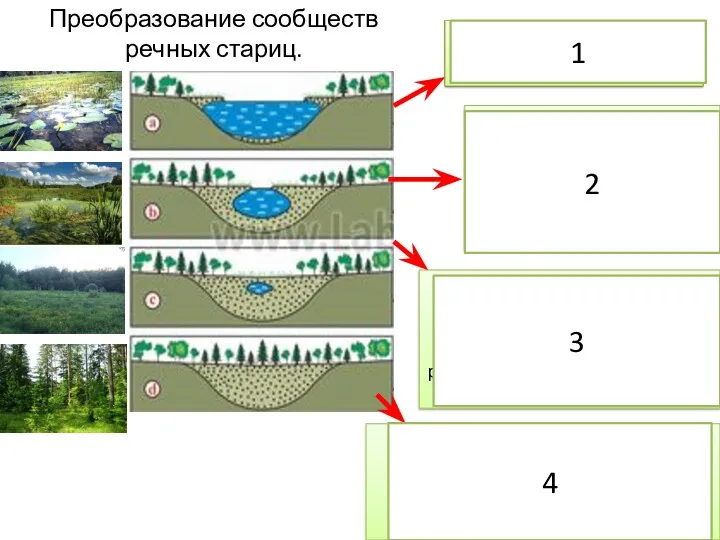 Преобразование сообществ речных стариц. Начало зарастания водоема. Накопление ила и торфяных отложений. Болото.